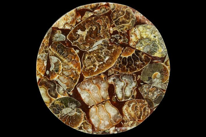 Composite Plate Of Agatized Ammonite Fossils #107329